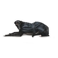 
              Ancol Whippet & Greyhound Coat - Pet Products R Us
 - 2
            