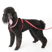 
              Comfy Harness - Pet Products R Us
            
