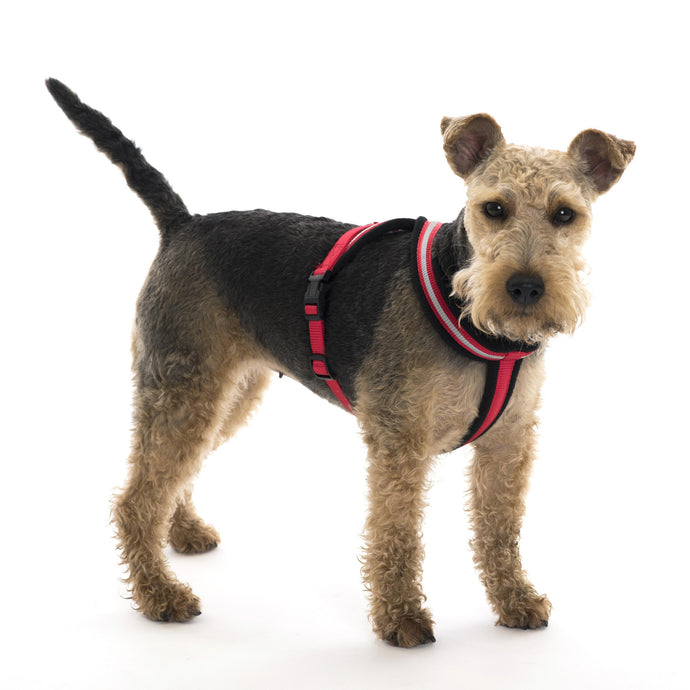 Comfy Harness - Pet Products R Us